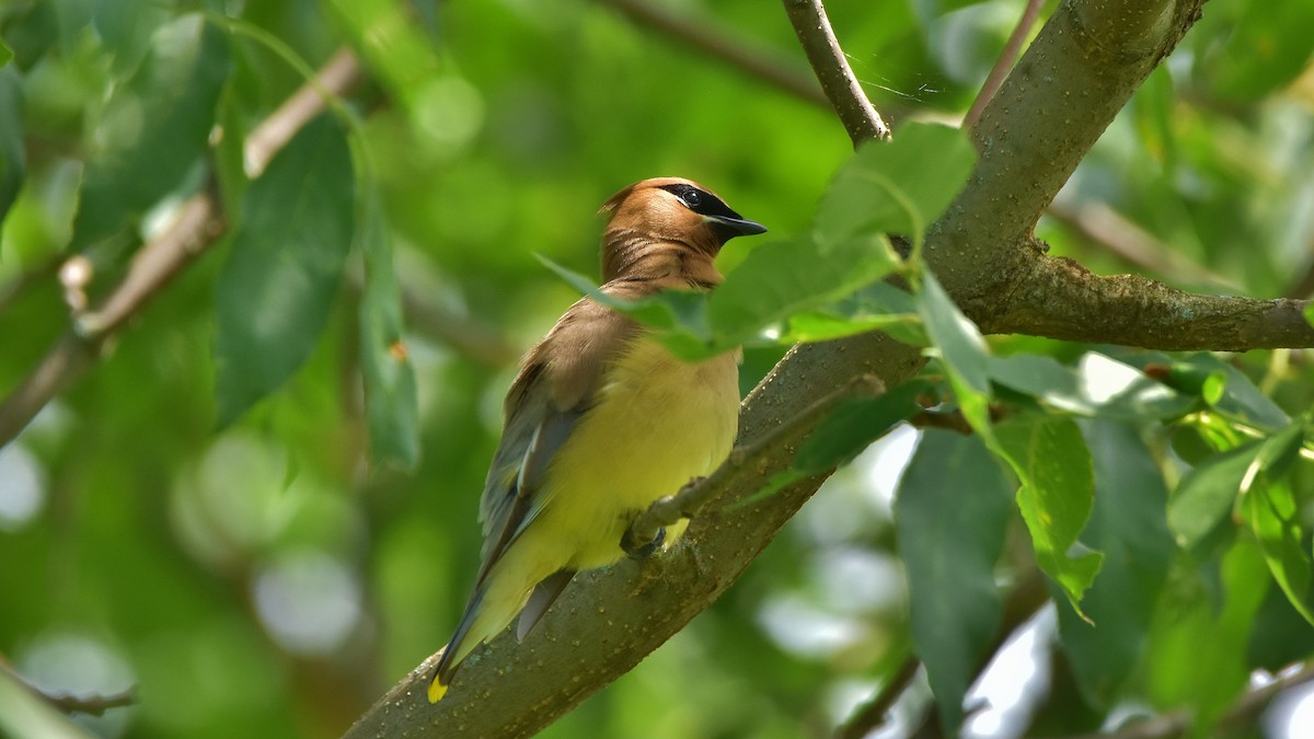 Cedar Waxwing - ML620810161