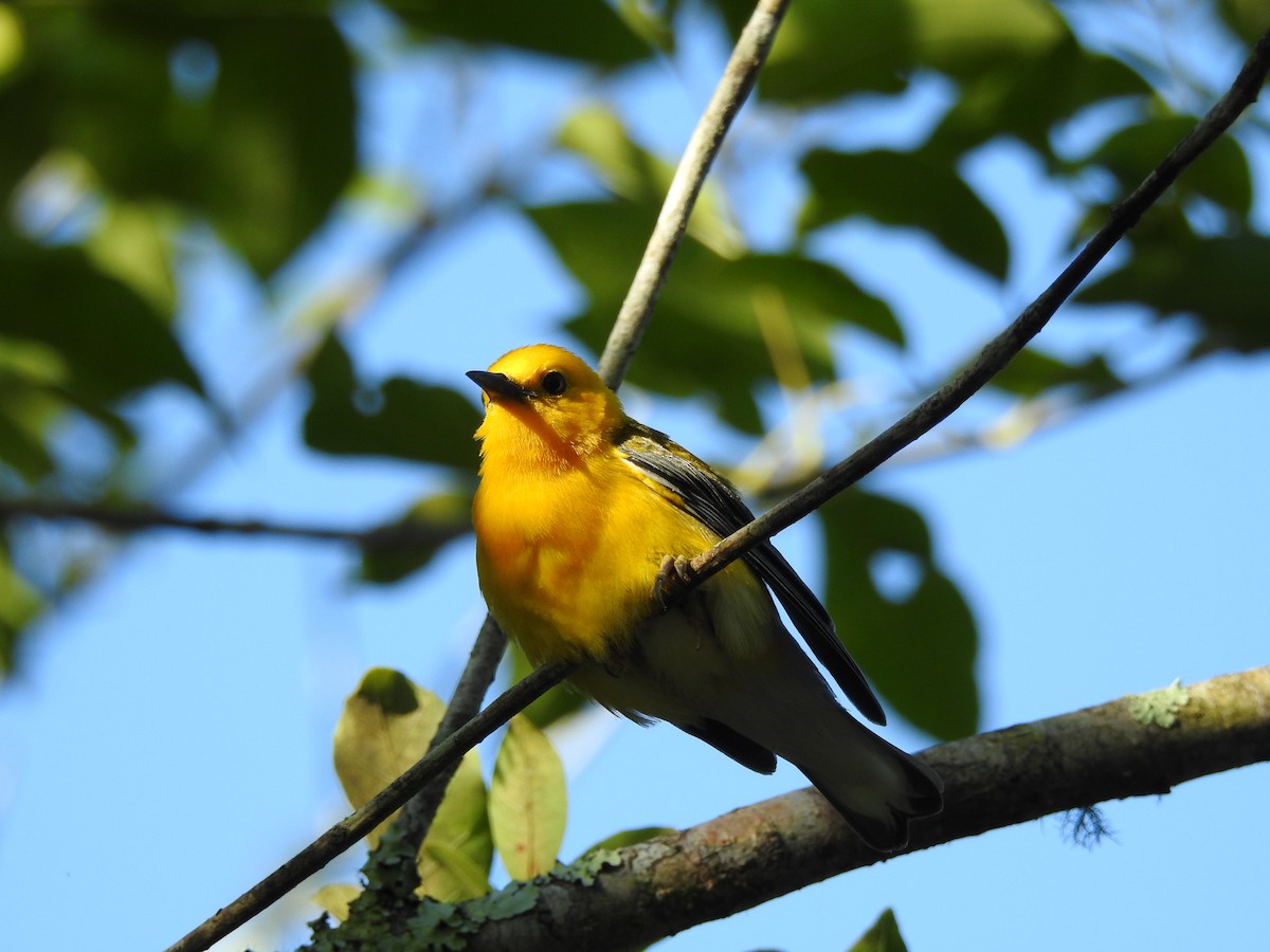 Prothonotary Warbler - ML620810166