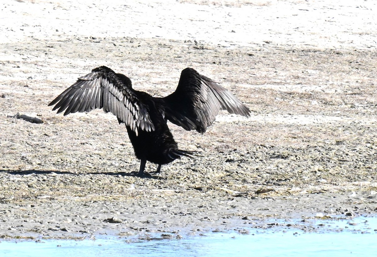 Cormoran à aigrettes - ML620810168