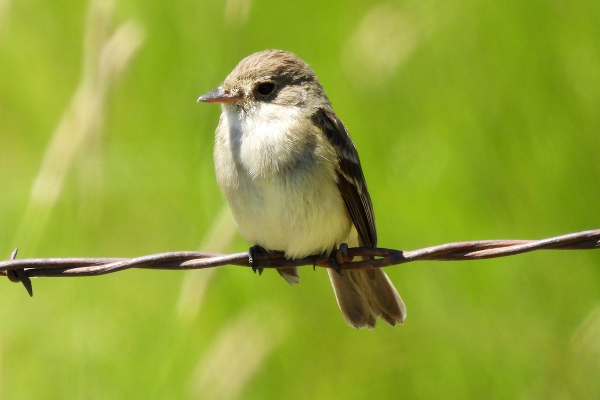 Willow Flycatcher - ML620810173