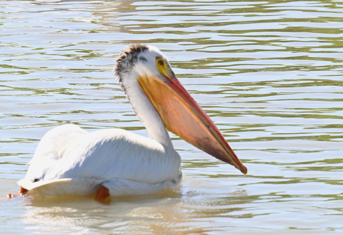 American White Pelican - ML620810174