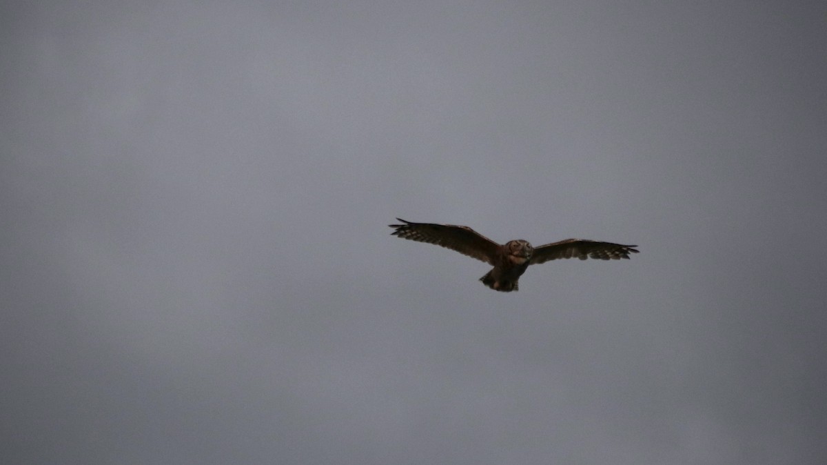 Great Horned Owl - ML620810177