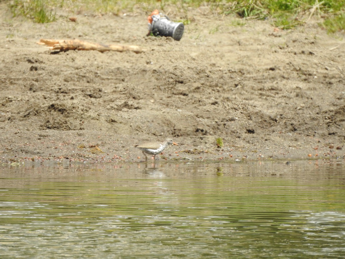 Spotted Sandpiper - ML620810183