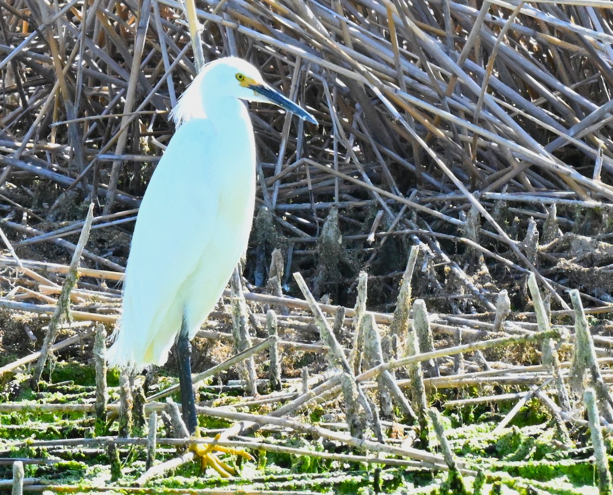 Snowy Egret - ML620810184