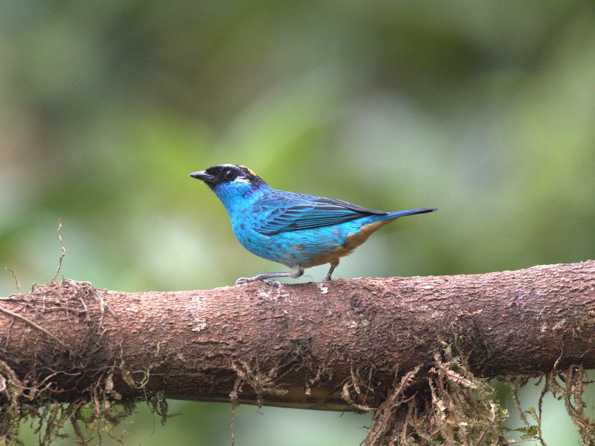 Golden-naped Tanager (Golden-naped) - ML620810186