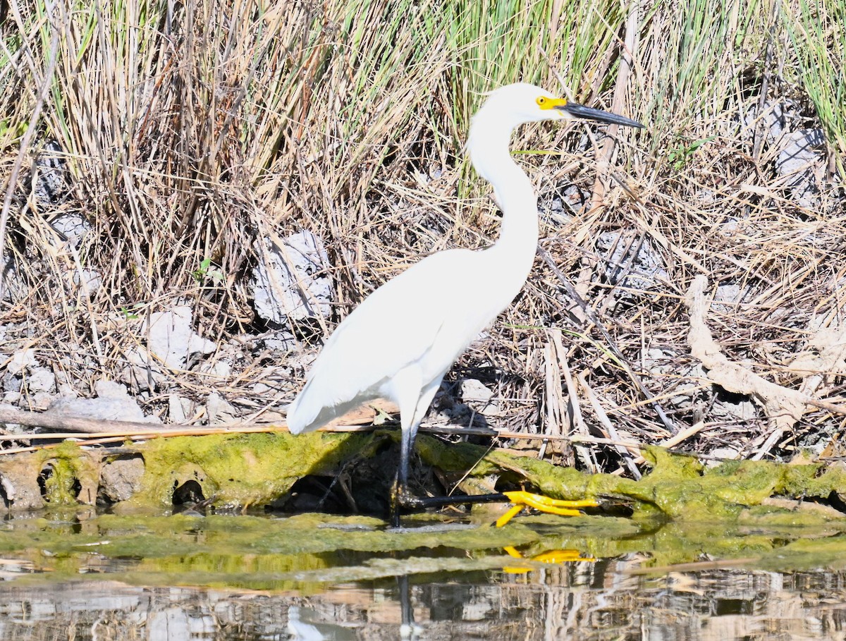 Snowy Egret - ML620810187