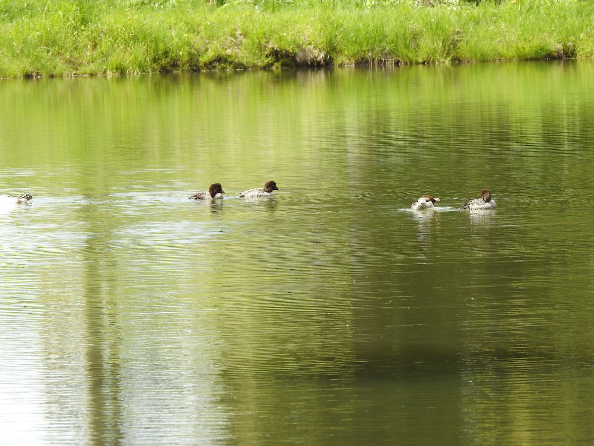 Barrow's Goldeneye - ML620810189