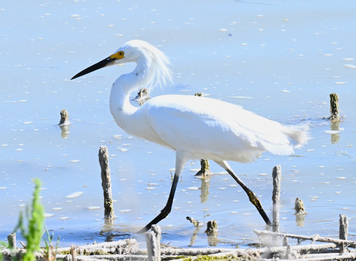 Snowy Egret - ML620810194