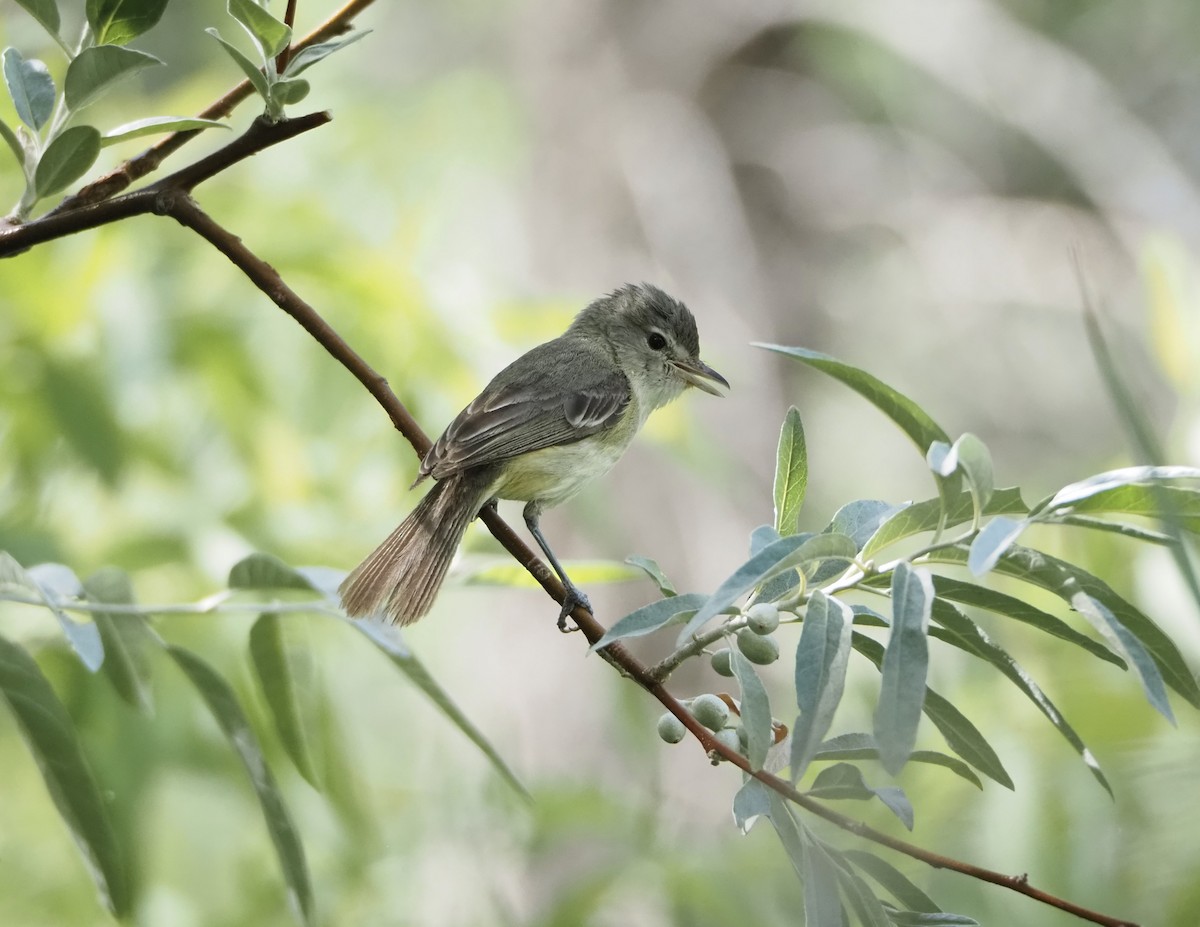 Bell's Vireo - ML620810195