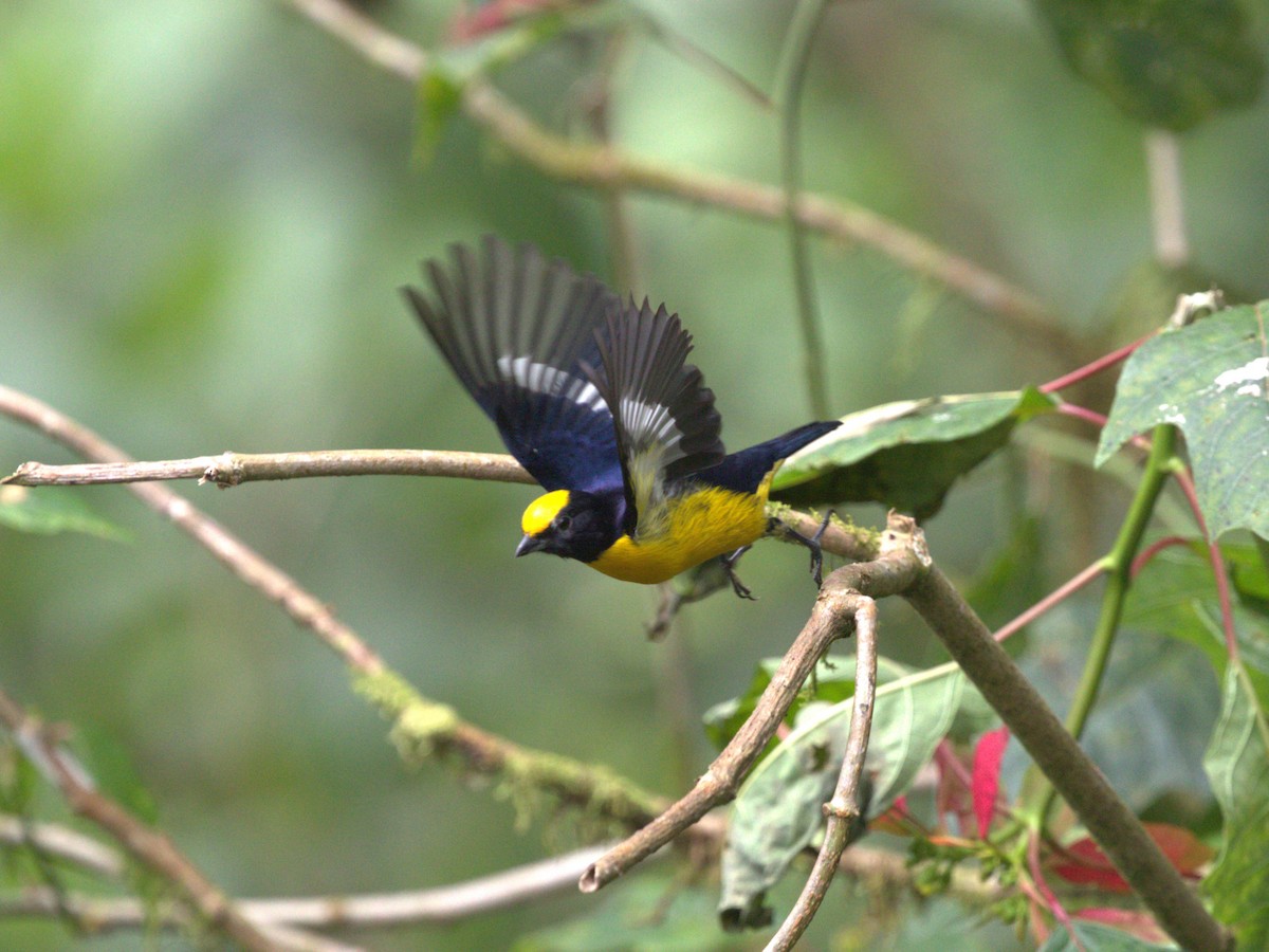 Orange-crowned Euphonia - ML620810197