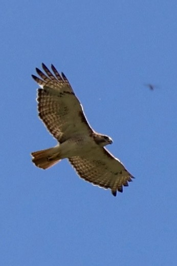 Red-tailed Hawk - ML620810198