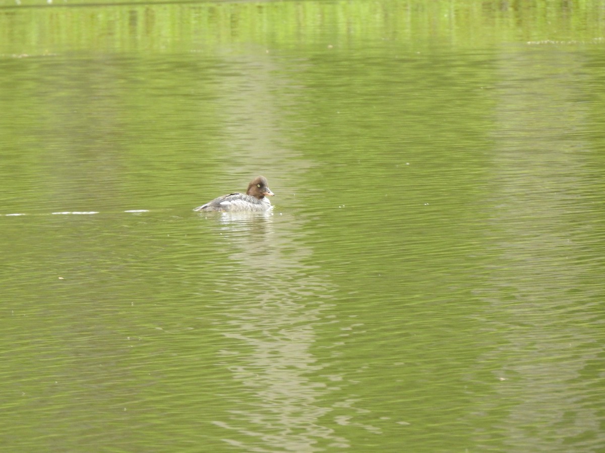 Barrow's Goldeneye - ML620810199