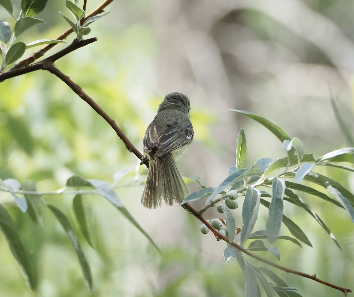 Braunaugenvireo - ML620810200