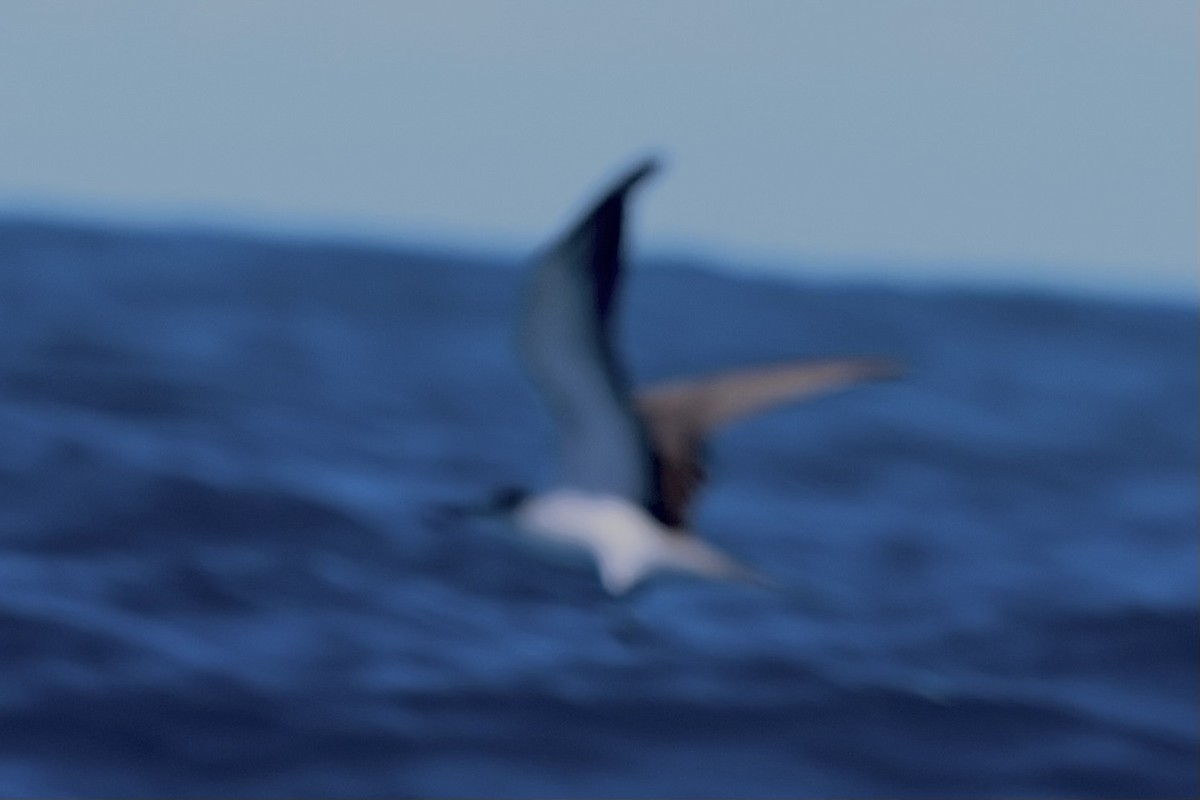 Sooty Tern - ML620810201