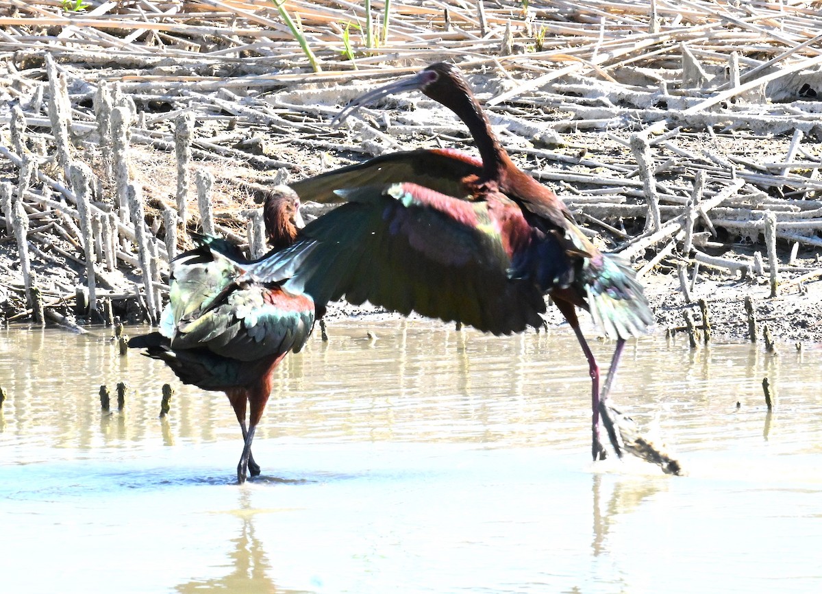 White-faced Ibis - ML620810202