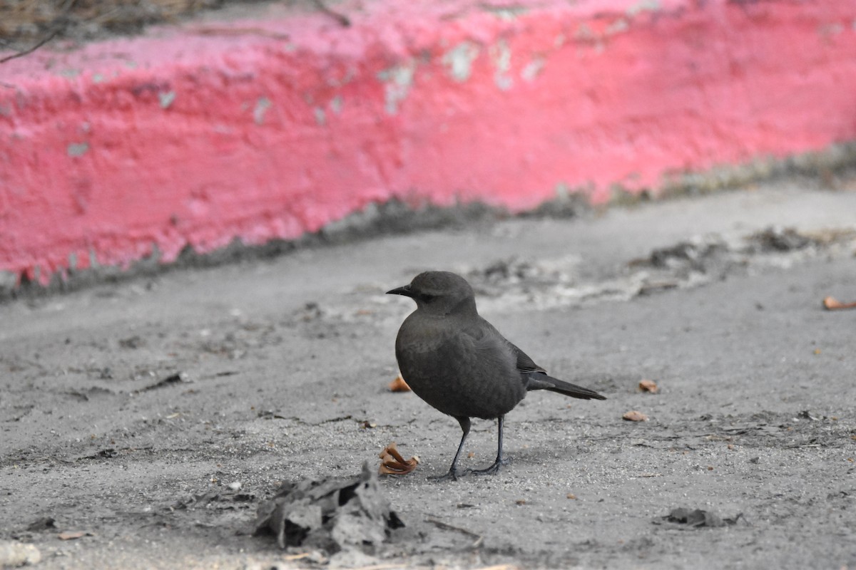 Brewer's Blackbird - ML620810203