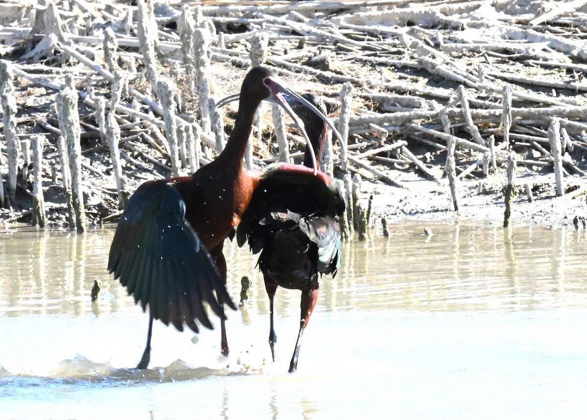 White-faced Ibis - ML620810204