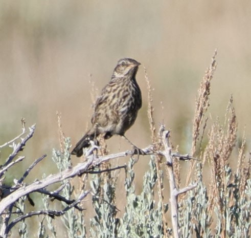 Sage Thrasher - ML620810214