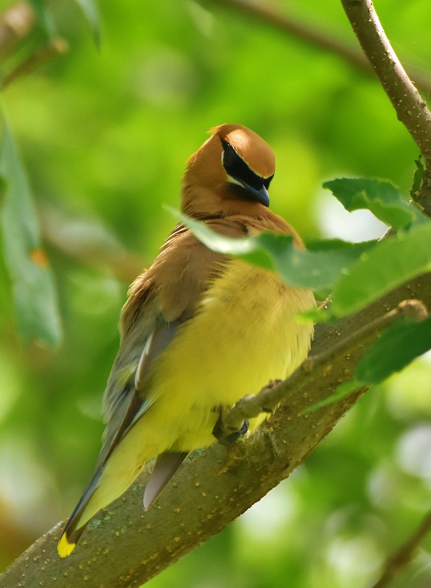 Cedar Waxwing - ML620810222