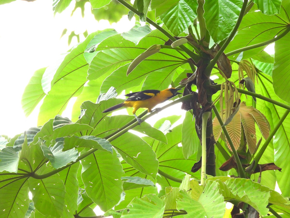 Altamira Oriole - ML620810223