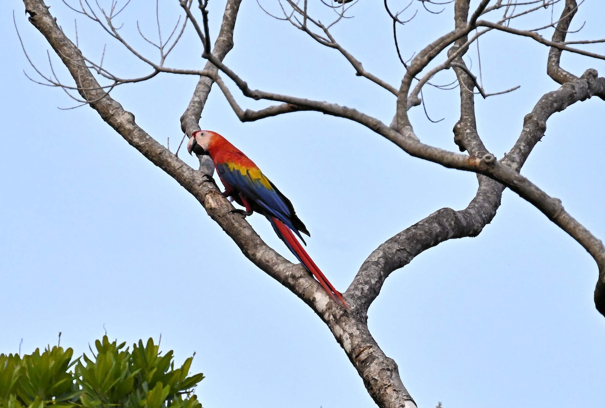 Scarlet Macaw - ML620810225