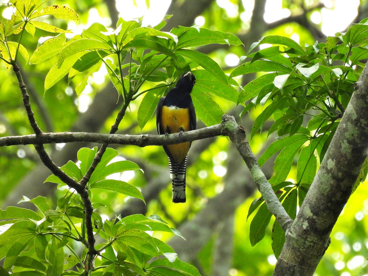 trogon podvazkový - ML620810230