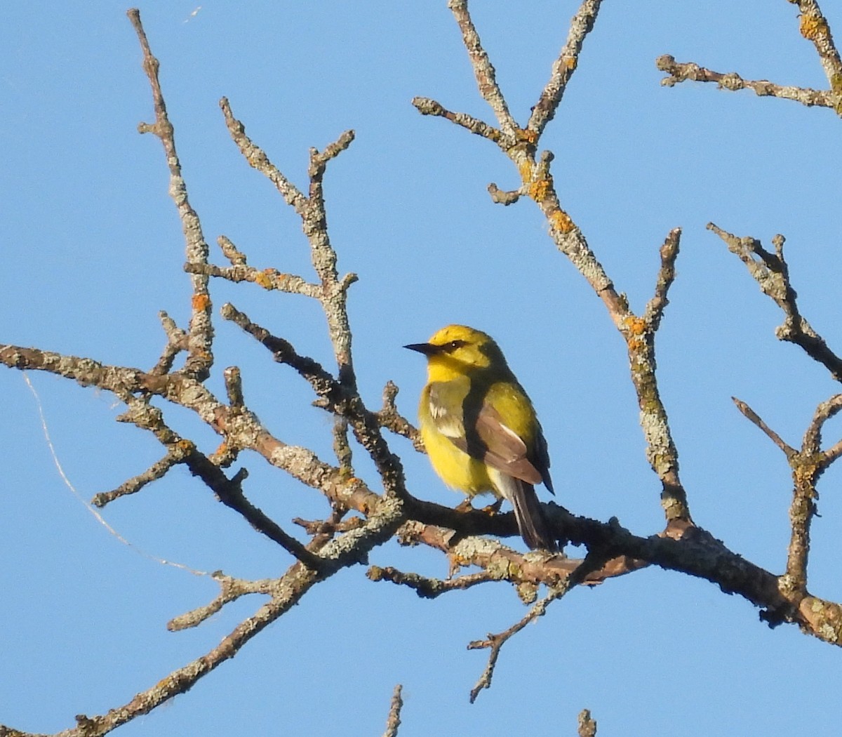 Blue-winged Warbler - ML620810232