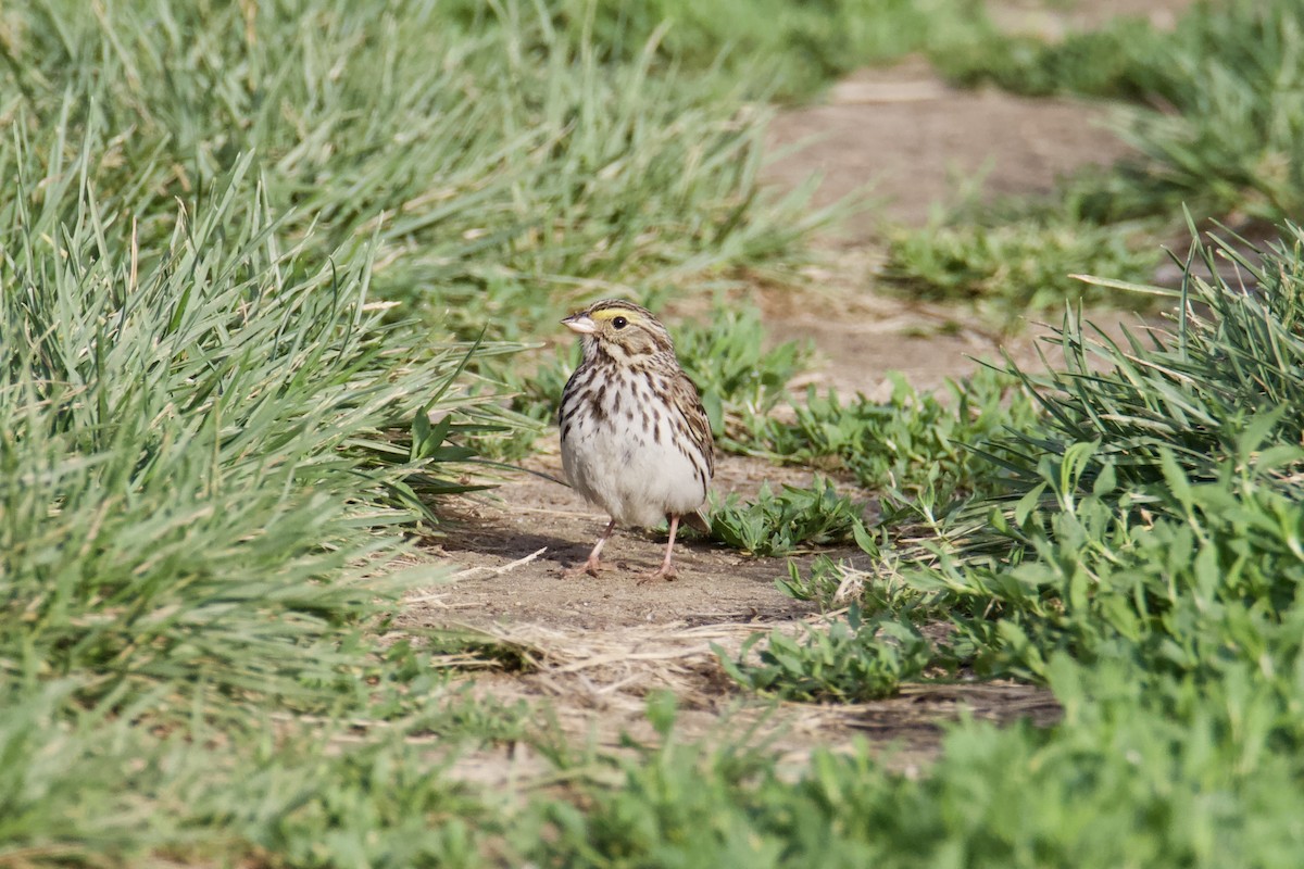 Savannah Sparrow - ML620810234