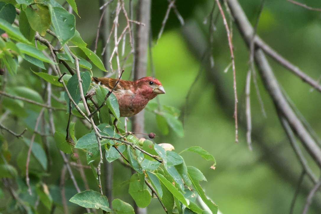 Purple Finch - ML620810236