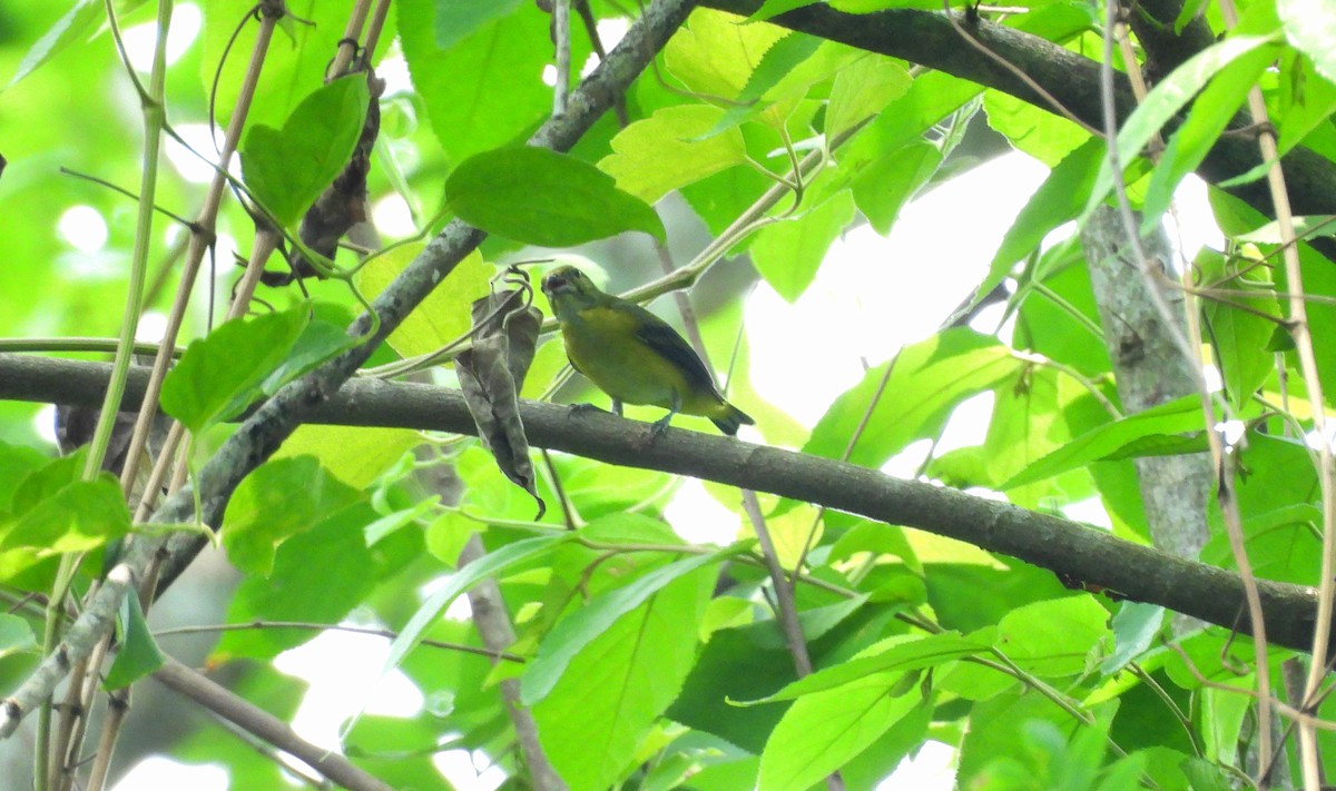 Yellow-throated Euphonia - ML620810238