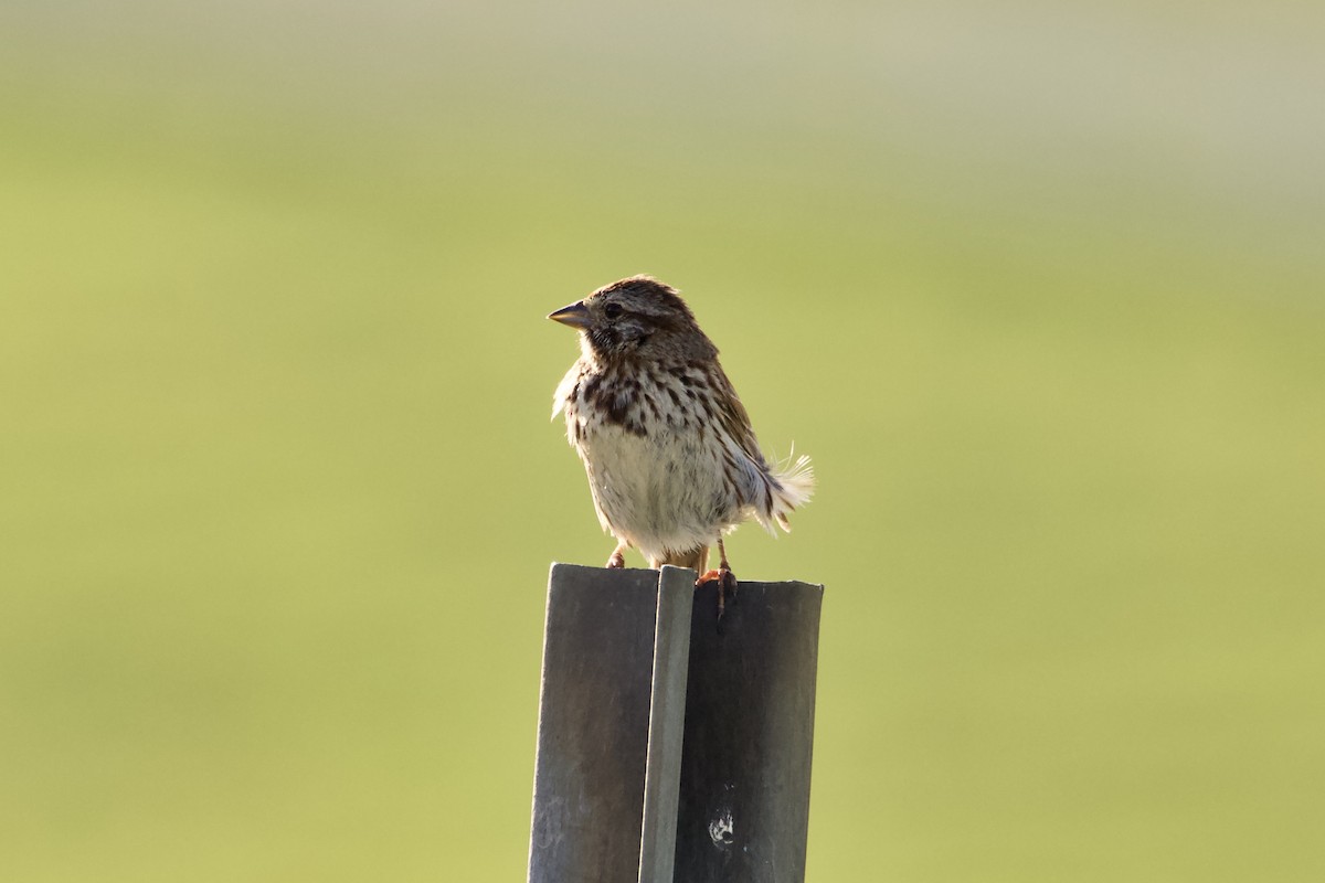 Song Sparrow - ML620810240