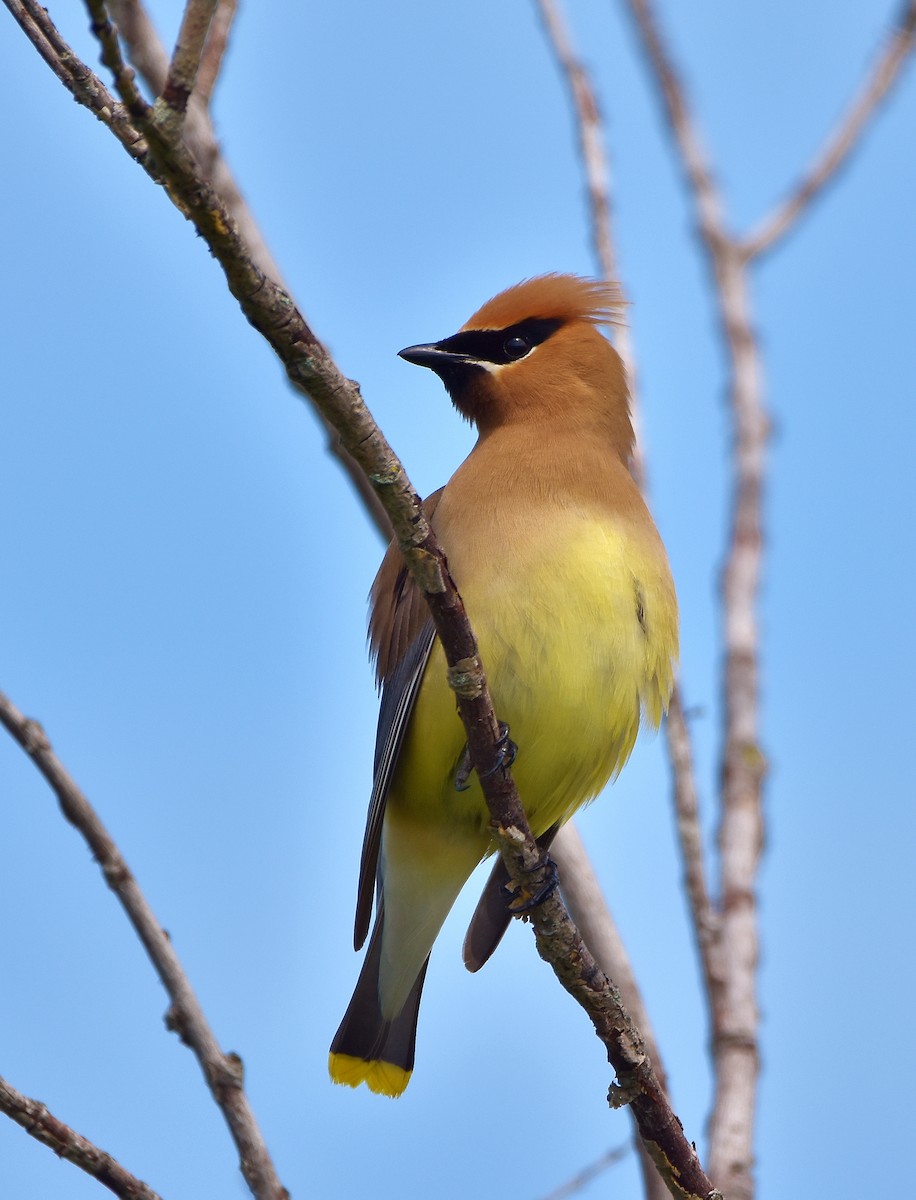 Cedar Waxwing - ML620810241