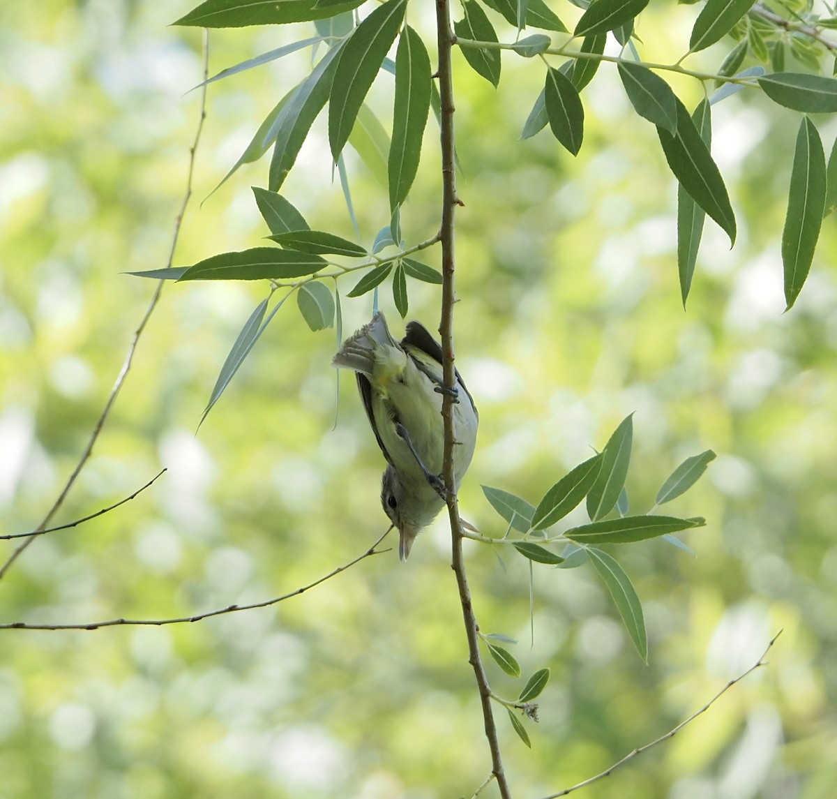 Braunaugenvireo - ML620810242