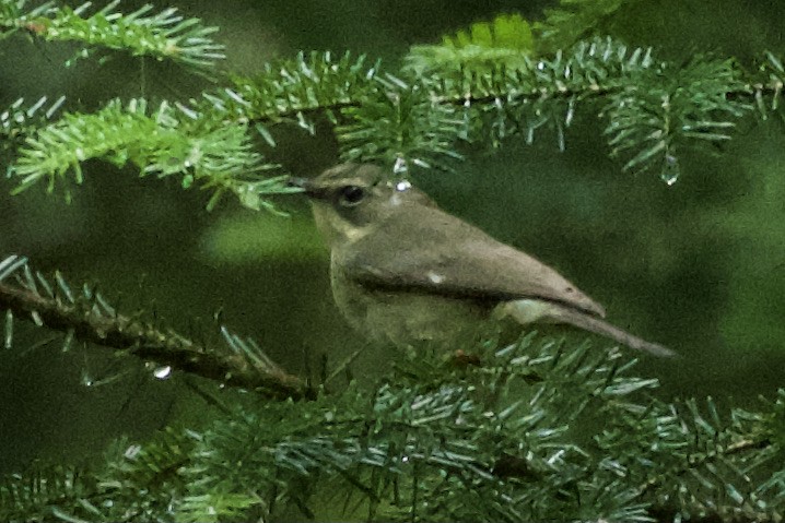 Black-throated Blue Warbler - ML620810244