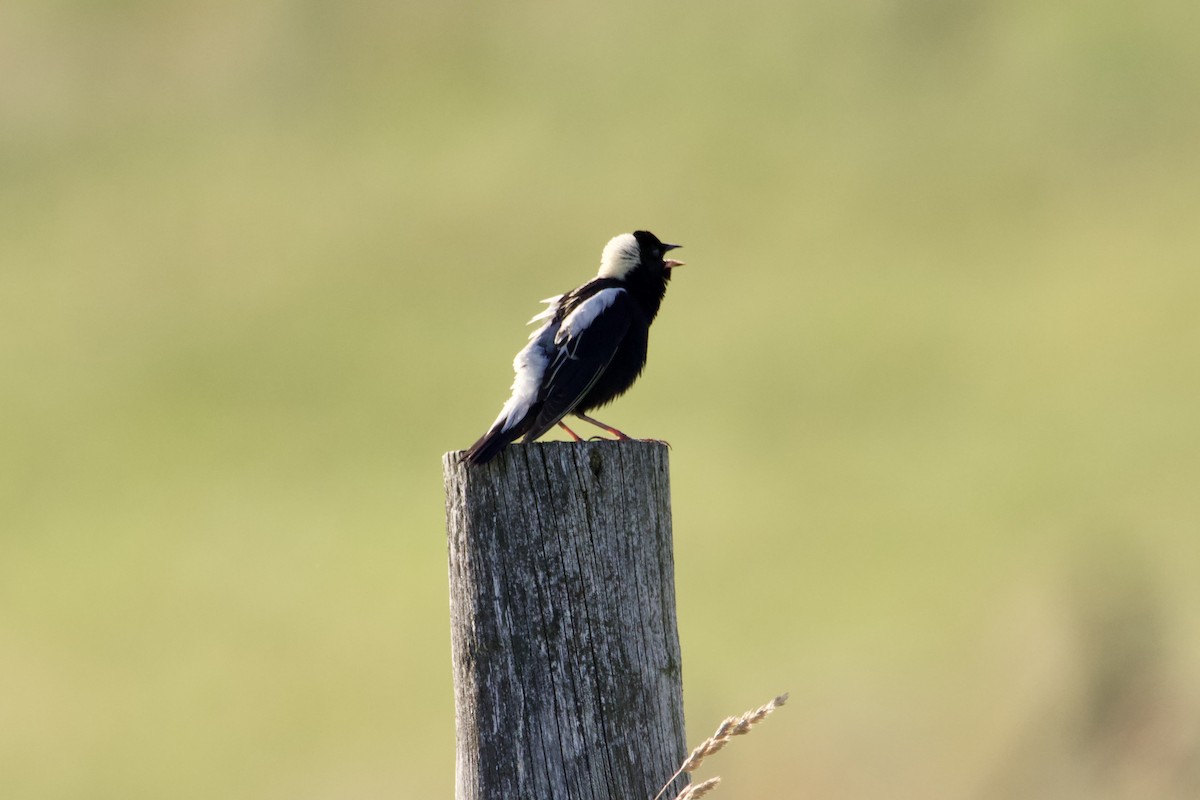 bobolink americký - ML620810245