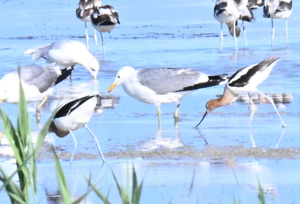 California Gull - ML620810246