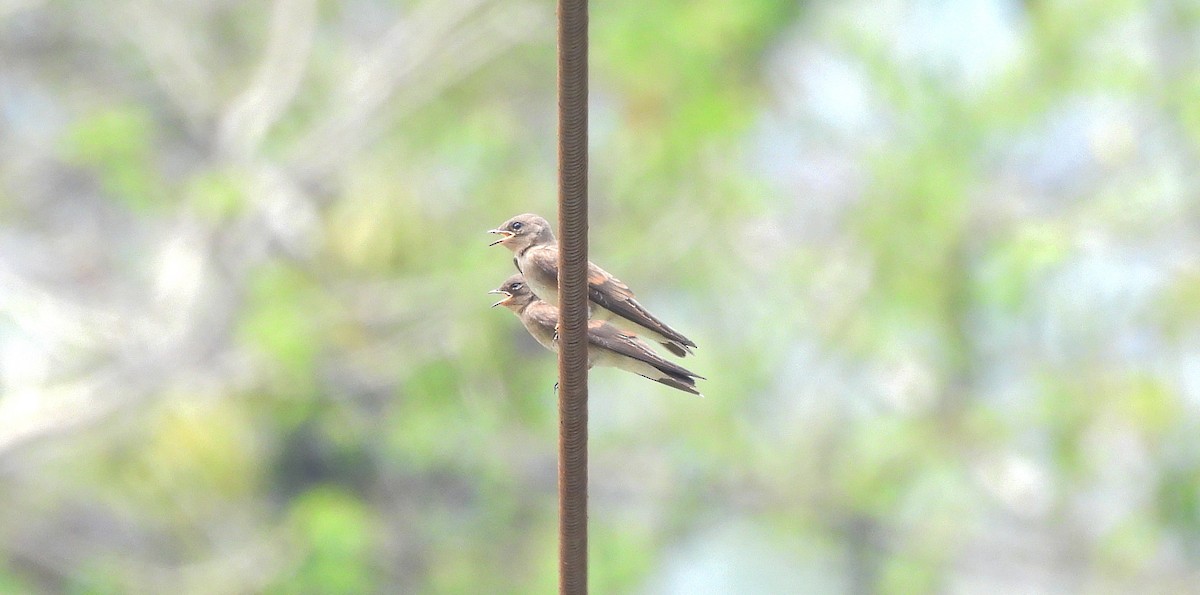 Northern Rough-winged Swallow - ML620810247