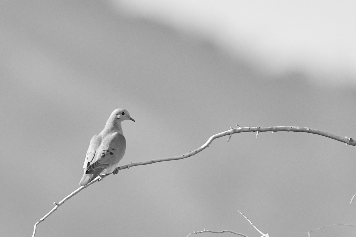 Eared Dove - ML620810249