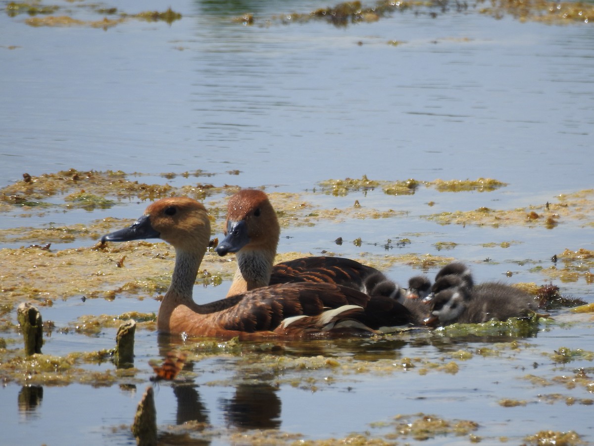 Fulvous Whistling-Duck - ML620810251