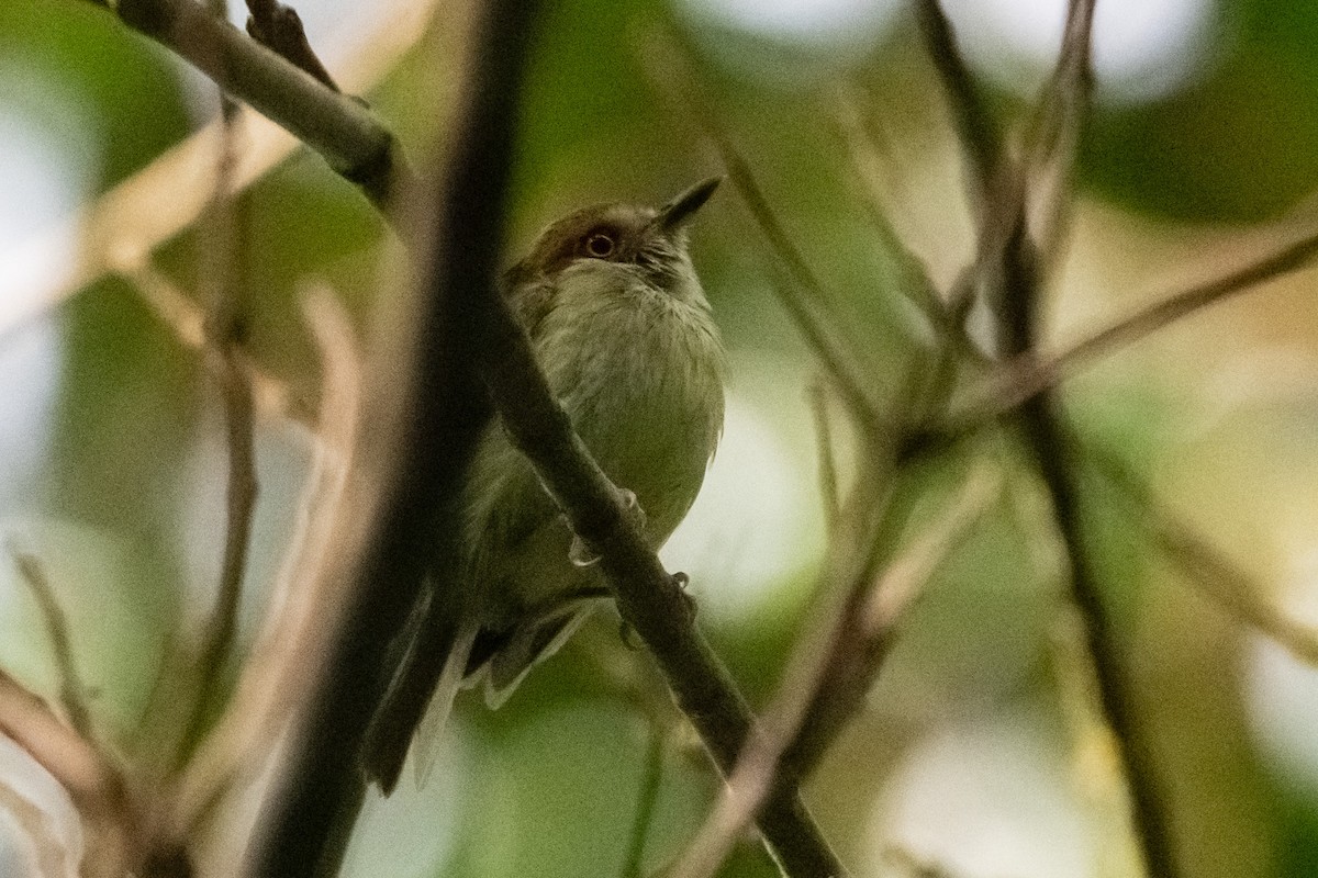 Scale-crested Pygmy-Tyrant - ML620810252