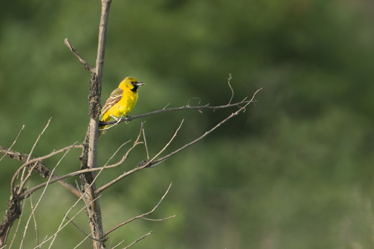 Orchard Oriole - ML620810254