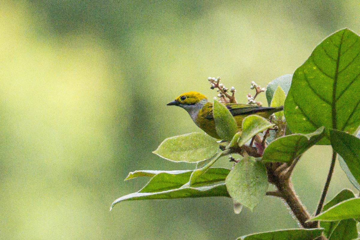 Silver-throated Tanager - ML620810262