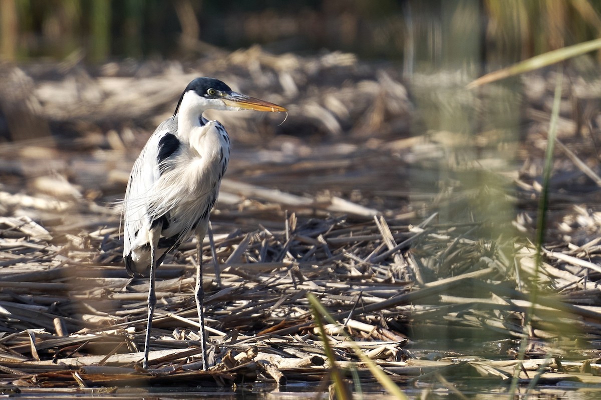 Cocoi Heron - ML620810268