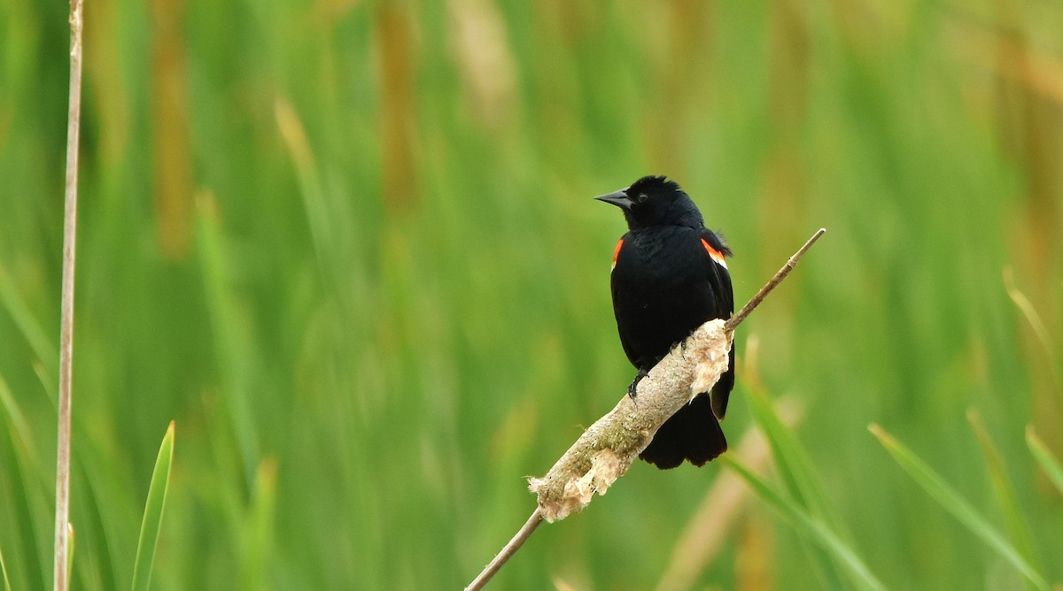 Red-winged Blackbird - ML620810274