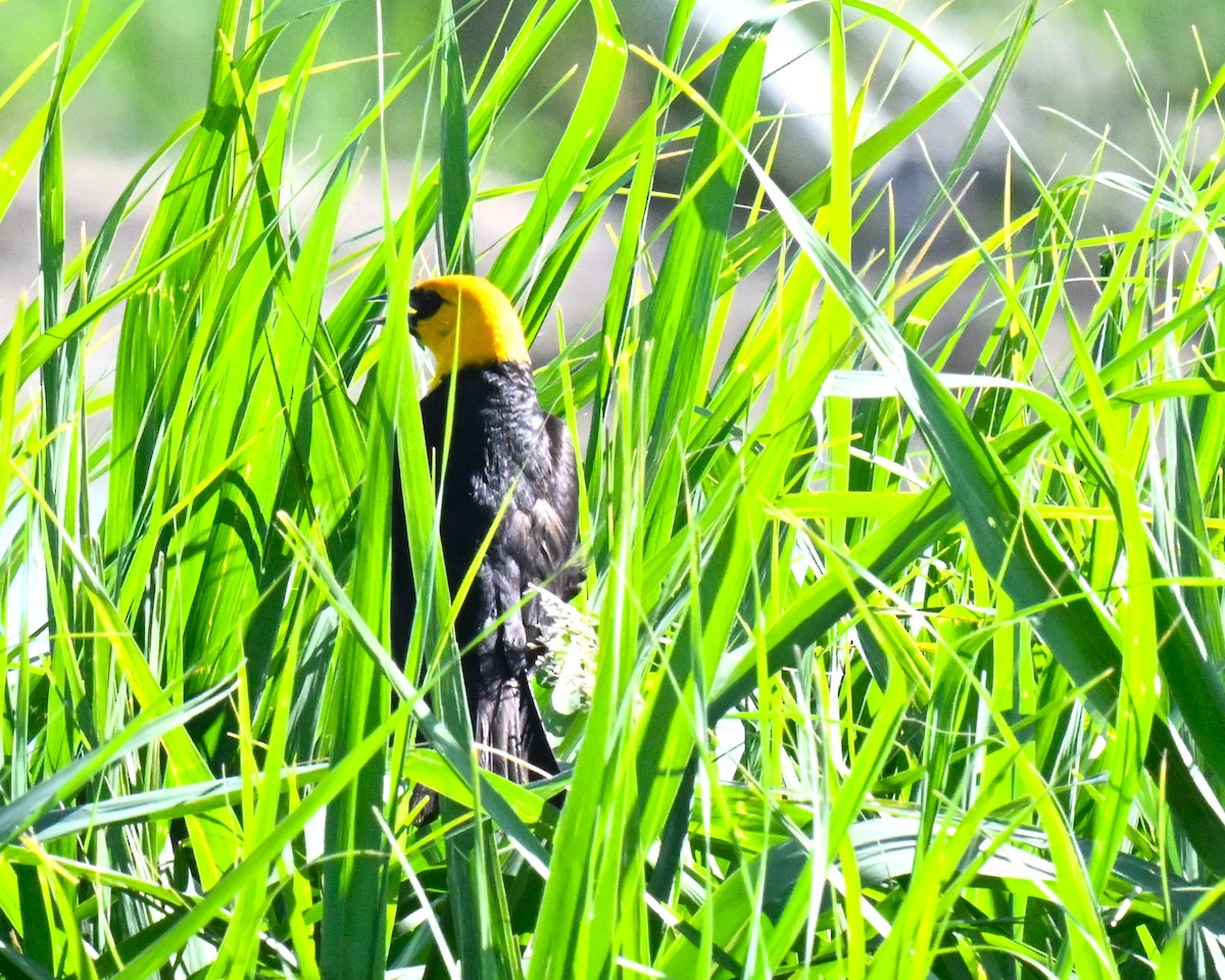 Yellow-headed Blackbird - ML620810276