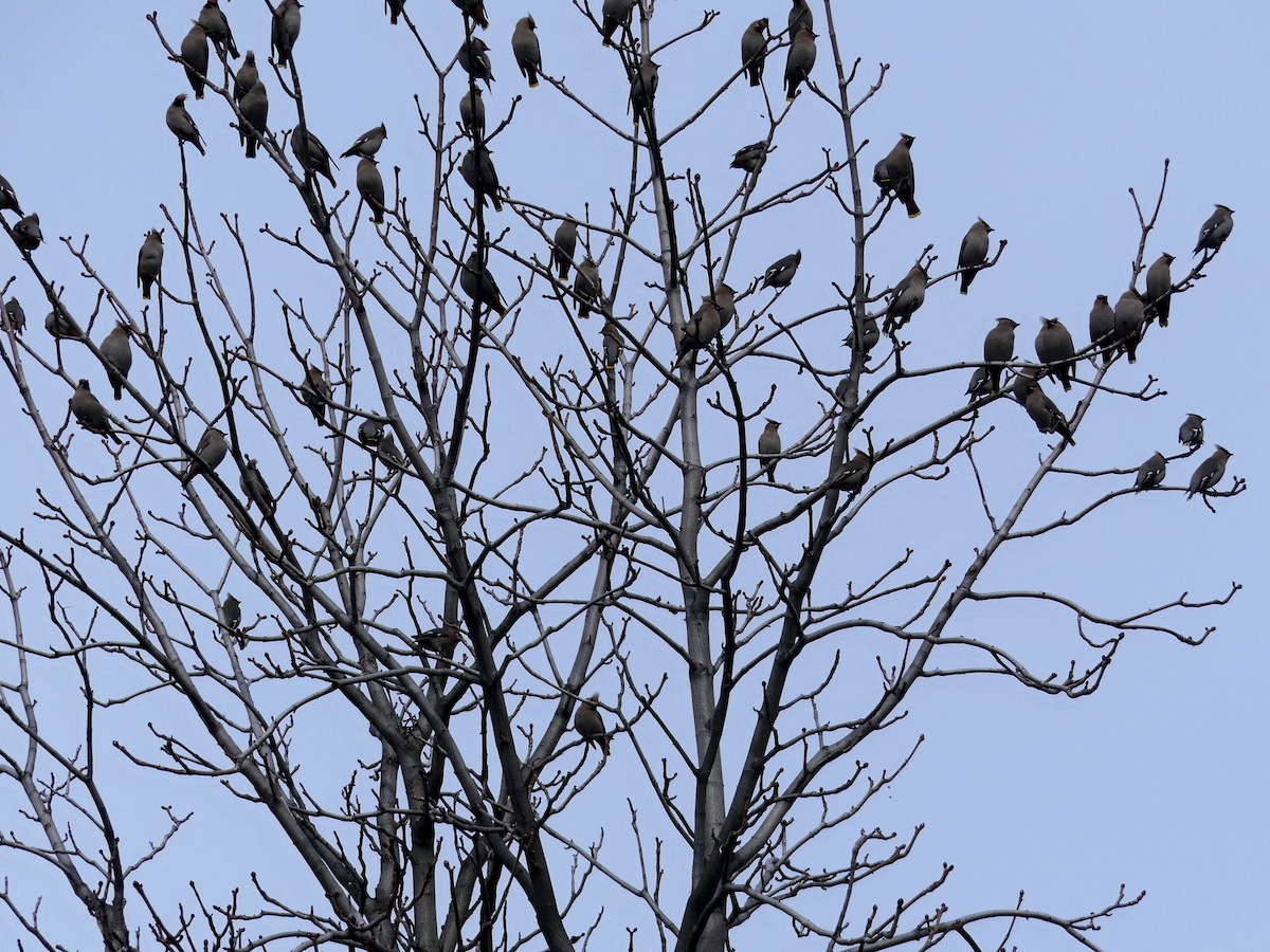 Bohemian Waxwing - ML620810281