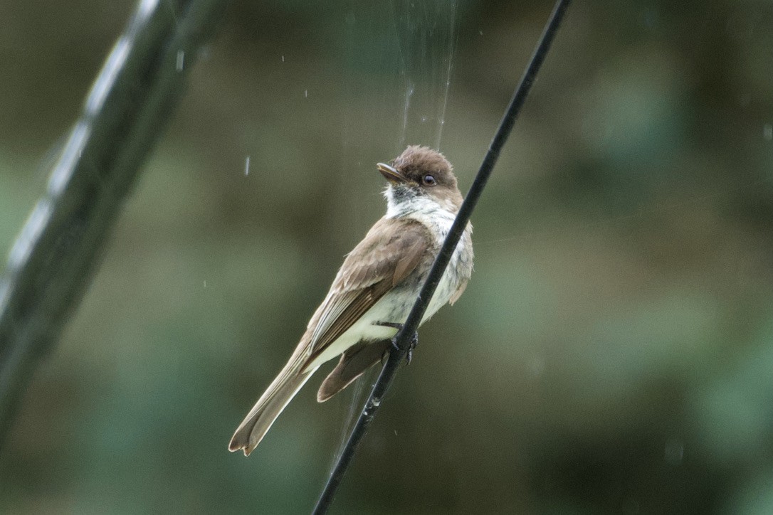 Eastern Phoebe - ML620810290
