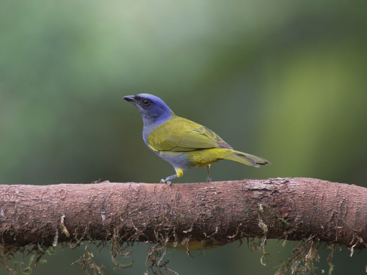 Blue-capped Tanager - ML620810291