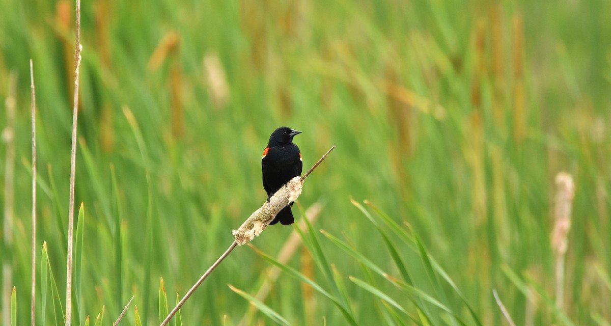 Red-winged Blackbird - ML620810294