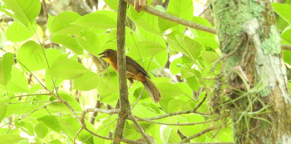 Red-throated Ant-Tanager - ML620810295